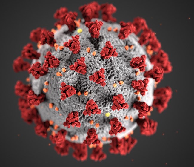 CDC coronavirus image 23311 for web